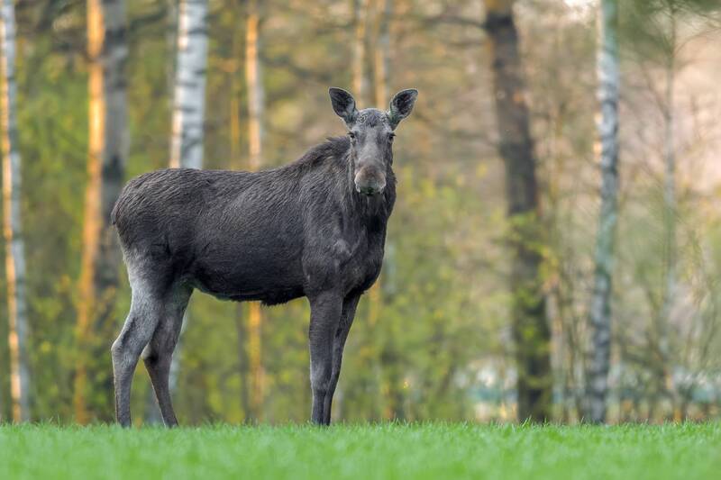 Guardian of the Forest фото превью