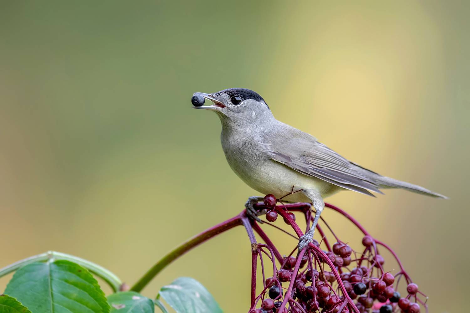 Autumn Harvest. Автор: Kwasek Damian blackcap, eurasian blackcap, sylvia atricapilla, warbler, songbird, bird, bird photography, wildlife, wildlife photography, nature, nature photography, wild bird, passerine, berries, fruit, feeding bird, autumn, autumn colors, perched bird, garden bird, w, Kwasek Damian