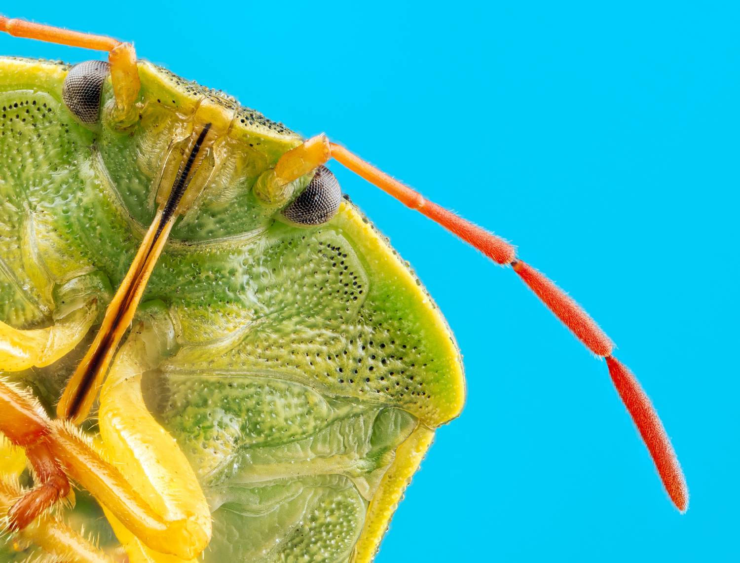 macro, extrememacro, ultramacro, macrophotography, bug, insect, wildlife, Wojciech Grzanka