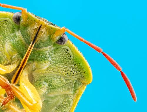 Green shield bug