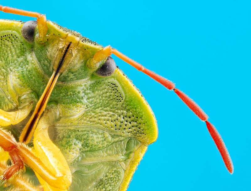 macro, extrememacro, ultramacro, macrophotography, bug, insect, wildlife Green shield bug фото превью