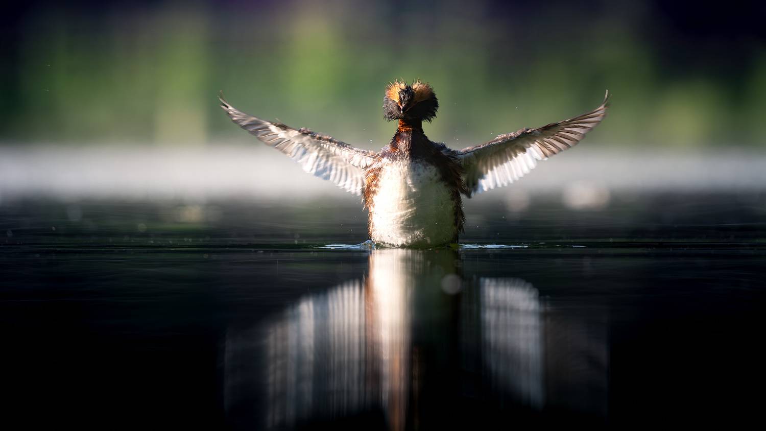Утка, поганка, красношейная поганка, фотоохота, вода, водоплавающие, birdwatching, birds, horned grebe, Михаил Ездаков