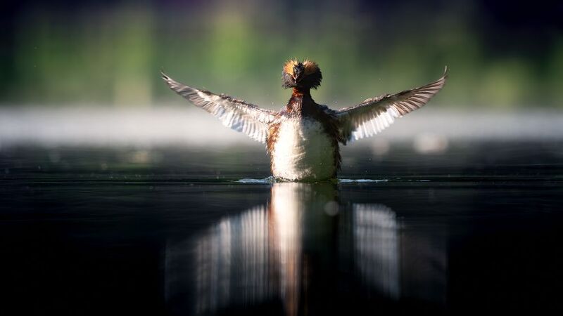 Утка, поганка, красношейная поганка, фотоохота, вода, водоплавающие, birdwatching, birds, horned grebe Красношейная поганка фото превью