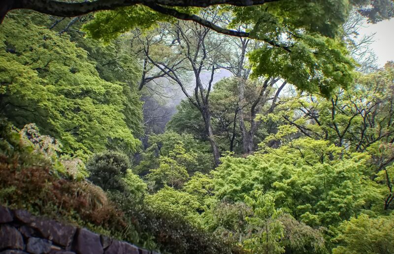 Rain and fog фото превью