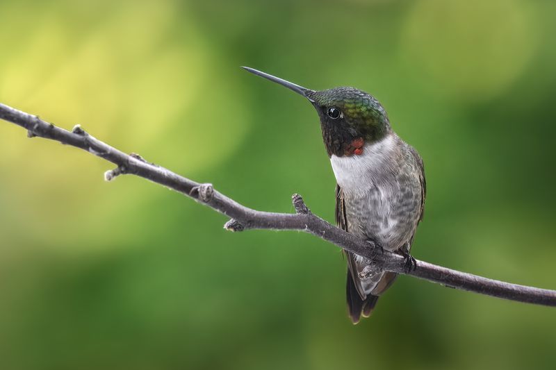 bird, hummingbird, nature, wild Wonderment фото превью