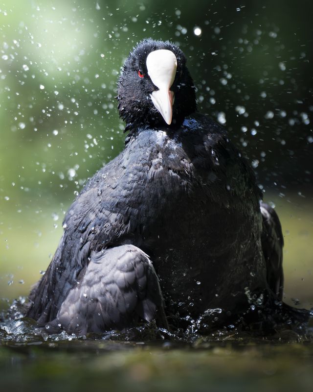 Лысуха(Fulica atra)  фото превью