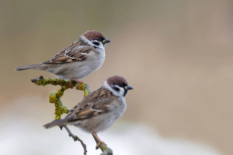 eurasian tree sparrow, tree sparrow, passer montanus, sparrow, sparrows, pair of birds, bird pair, songbird, small bird, wildlife, wildlife photography, bird photography, nature, nature photography, wild bird, passerine, winter, winter wildlife, perched b Together Through Winter фото превью