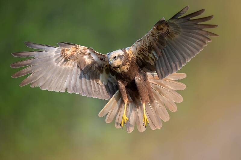 Golden Wings фото превью