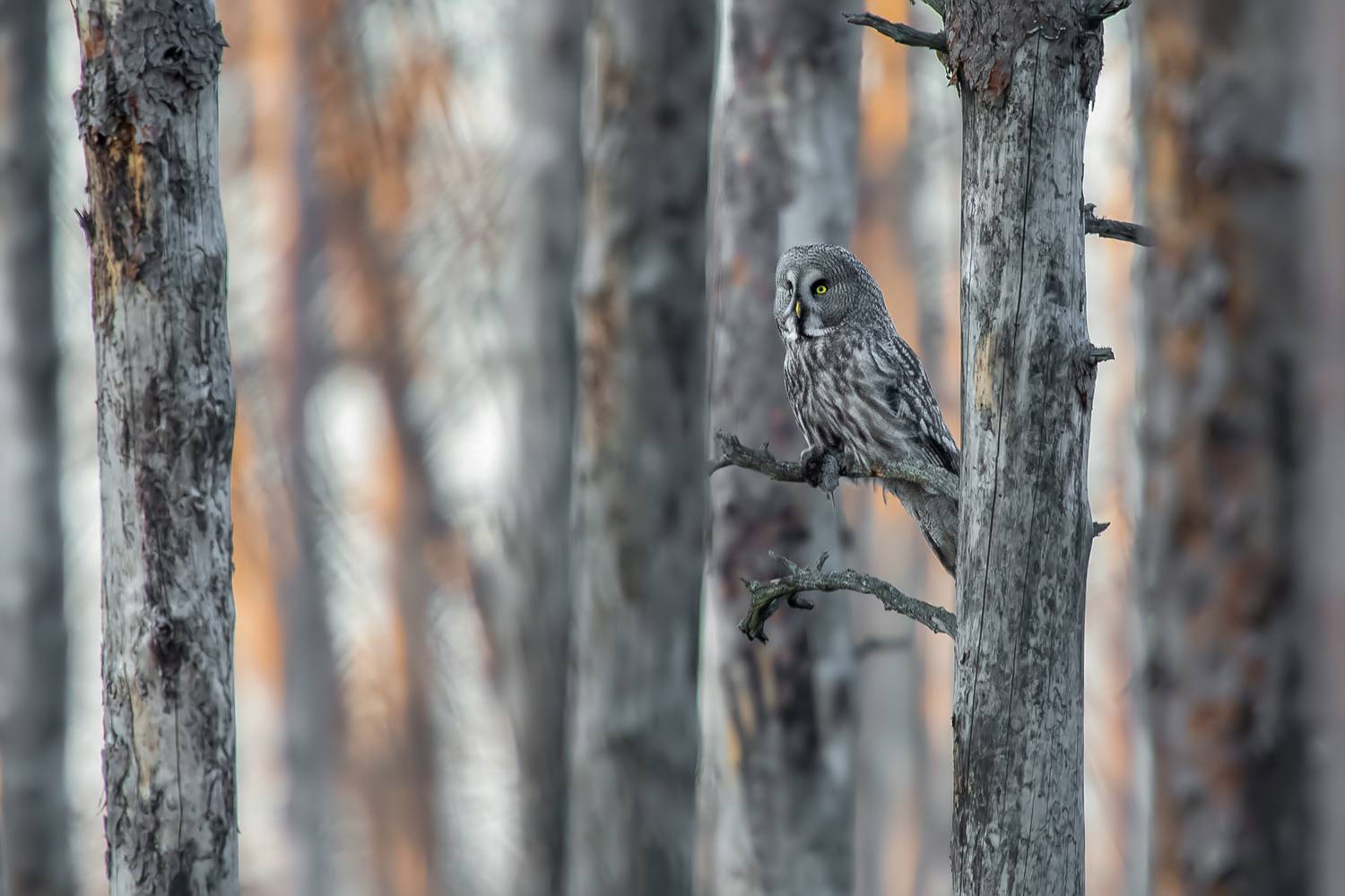 Guardian of the Silent Forest. Автор: Kwasek Damian great grey owl, gray owl, strix nebulosa, owl, bird of prey, raptor, wildlife, wildlife photography, bird photography, nature, nature photography, forest owl, woodland bird, northern forest, taiga, perched owl, wild bird, avian, predator, yellow eyes, cam, Kwasek Damian