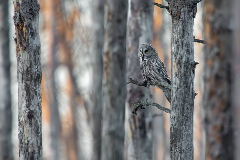 Guardian of the Silent Forest фото превью