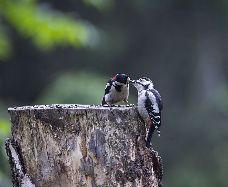 дятлы, птенец, кормление, забота, природа, гармония, birds, feeding, forest, nature Момент заботы фото превью