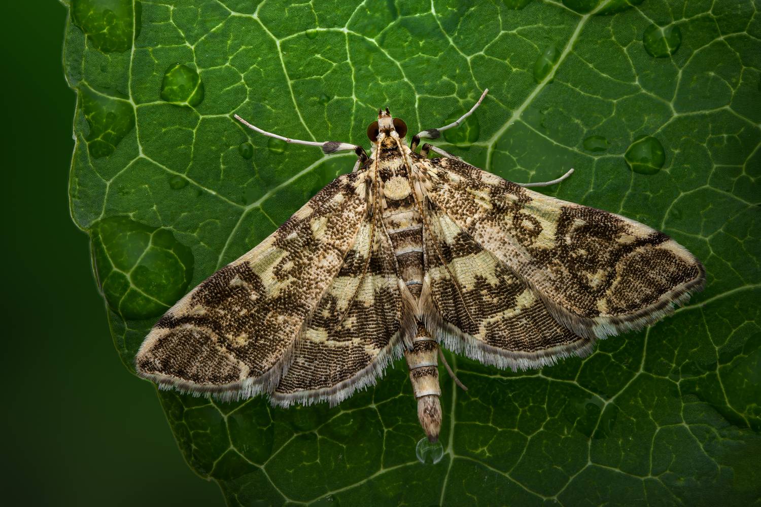 Veins and Wings. Автор: Atul Saluja moth, insect, leaf, Atul Saluja