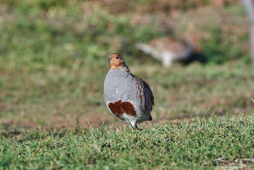 Perdix perdix