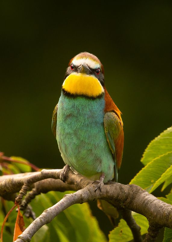 Bee-eater фото превью