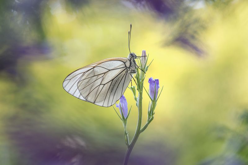 aporia crataegi, butterfly, insect, spring, nature, colour, colourful Brushstrokes of Light фото превью