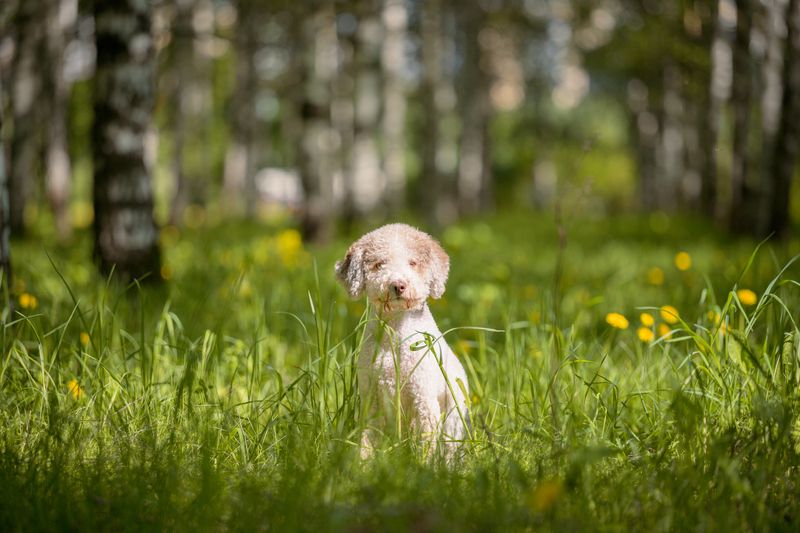 Zuzu фото превью