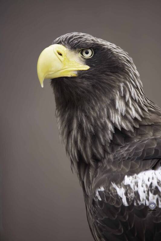Steller\\\'s sea eagle фото превью