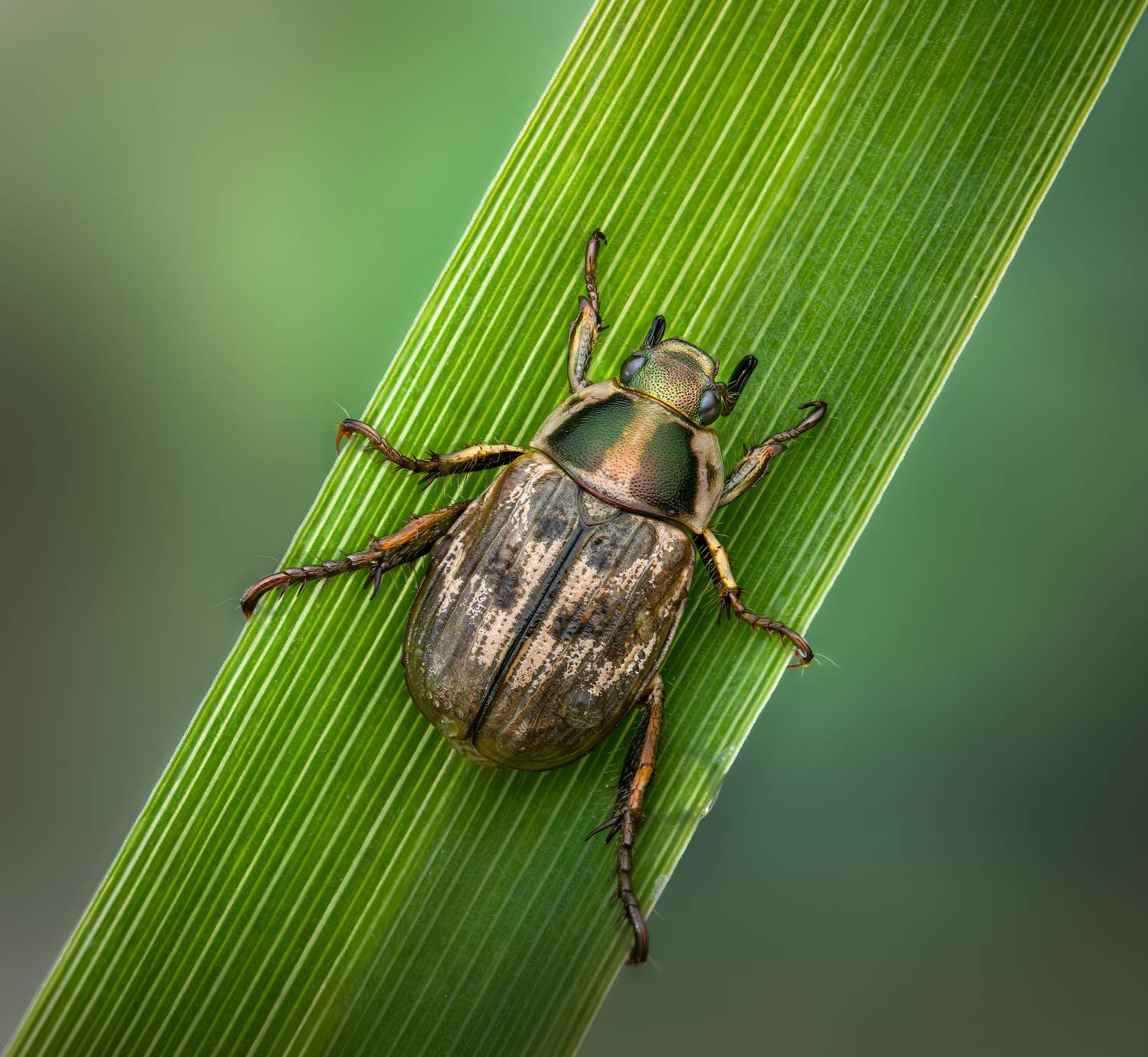 summer, leaf, beetle, macro, insect, Atul Saluja