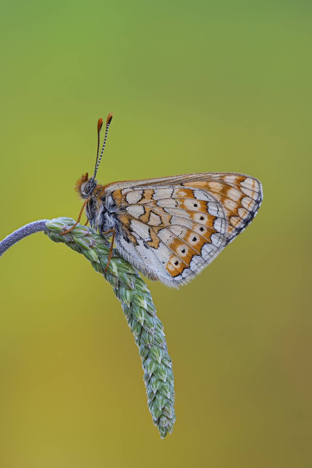 Butterfly balance. Автор: Camilla Zocchi macrophotography, butterfly, bugs, natu, Camilla Zocchi