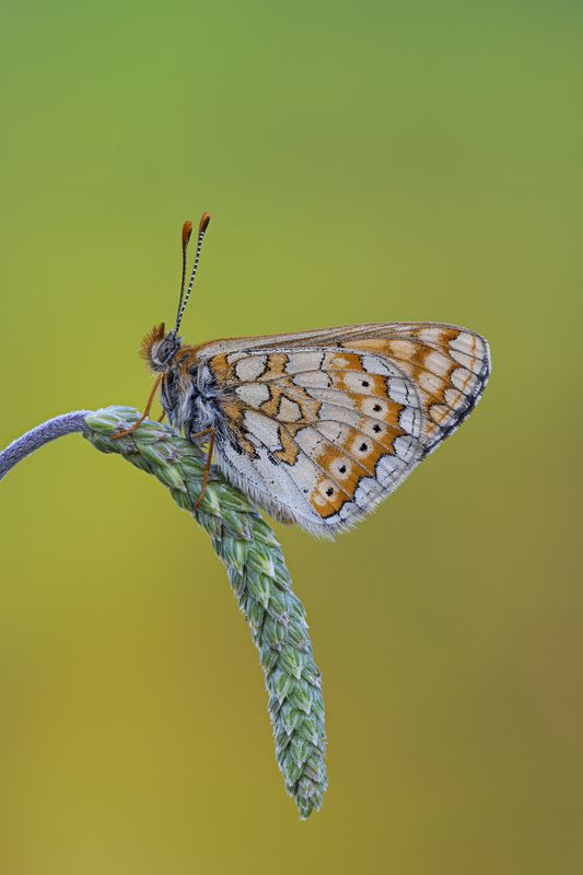 macrophotography, butterfly, bugs, natu Butterfly balance фото превью