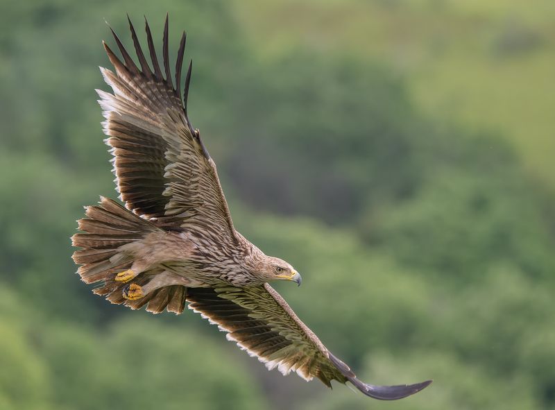 Aquila heliaca фото превью