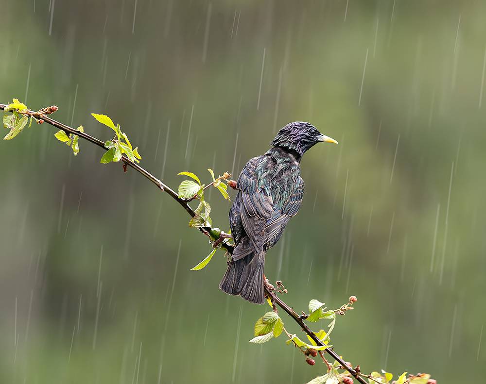 european starling, starling, rain, дождь, wild, обыкновенный скворец, скворец, Etkind Elizabeth