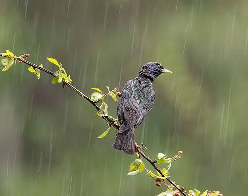 European Starling - Обыкновенный скворец в дождь