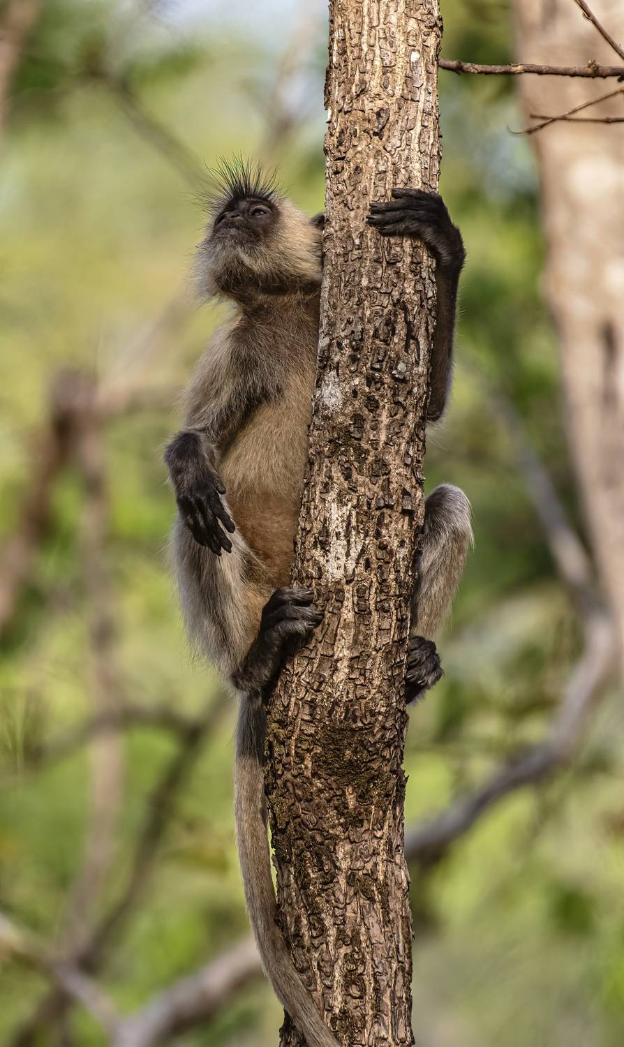 wildlife, langoor, India, Subir Ghosh