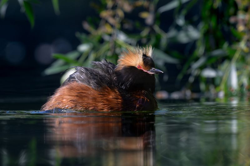 Утка, поганка, красношейная поганка, фотоохота, вода, водоплавающие, birdwatching, birds, horned grebe Красношейная поганка фото превью