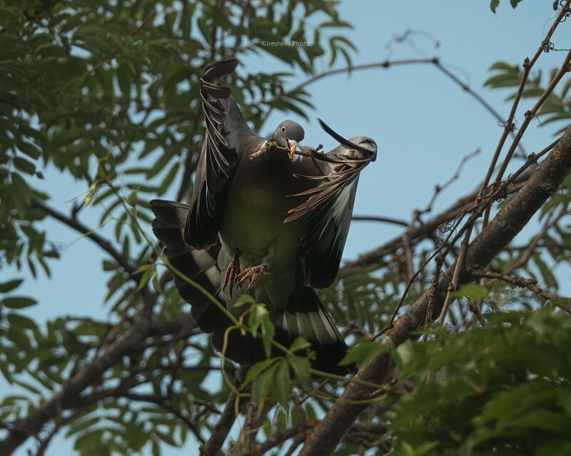 Вяхирь, Дикий лесной голубь, Bird Строитель фото превью