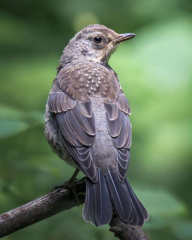Дрозд-рябинник (Turdus pilaris)  фото превью