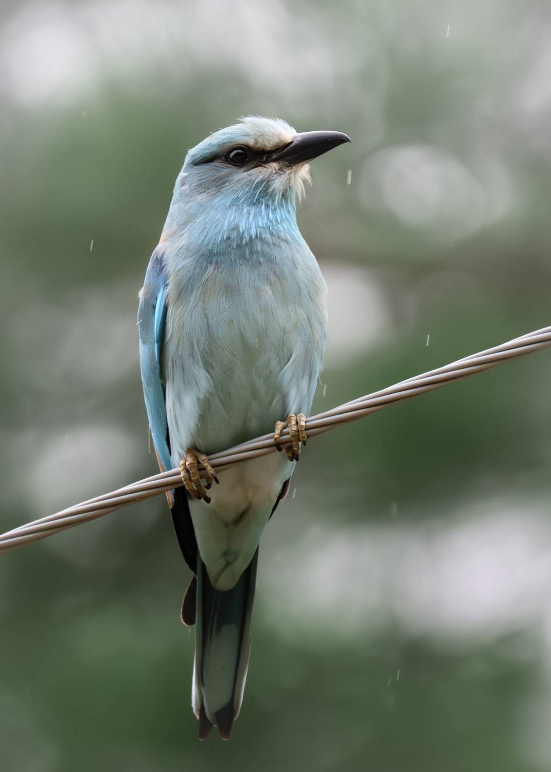 Сизоворонка (Coracias garrulus). Автор: Полина Шальнева , Полина Шальнева