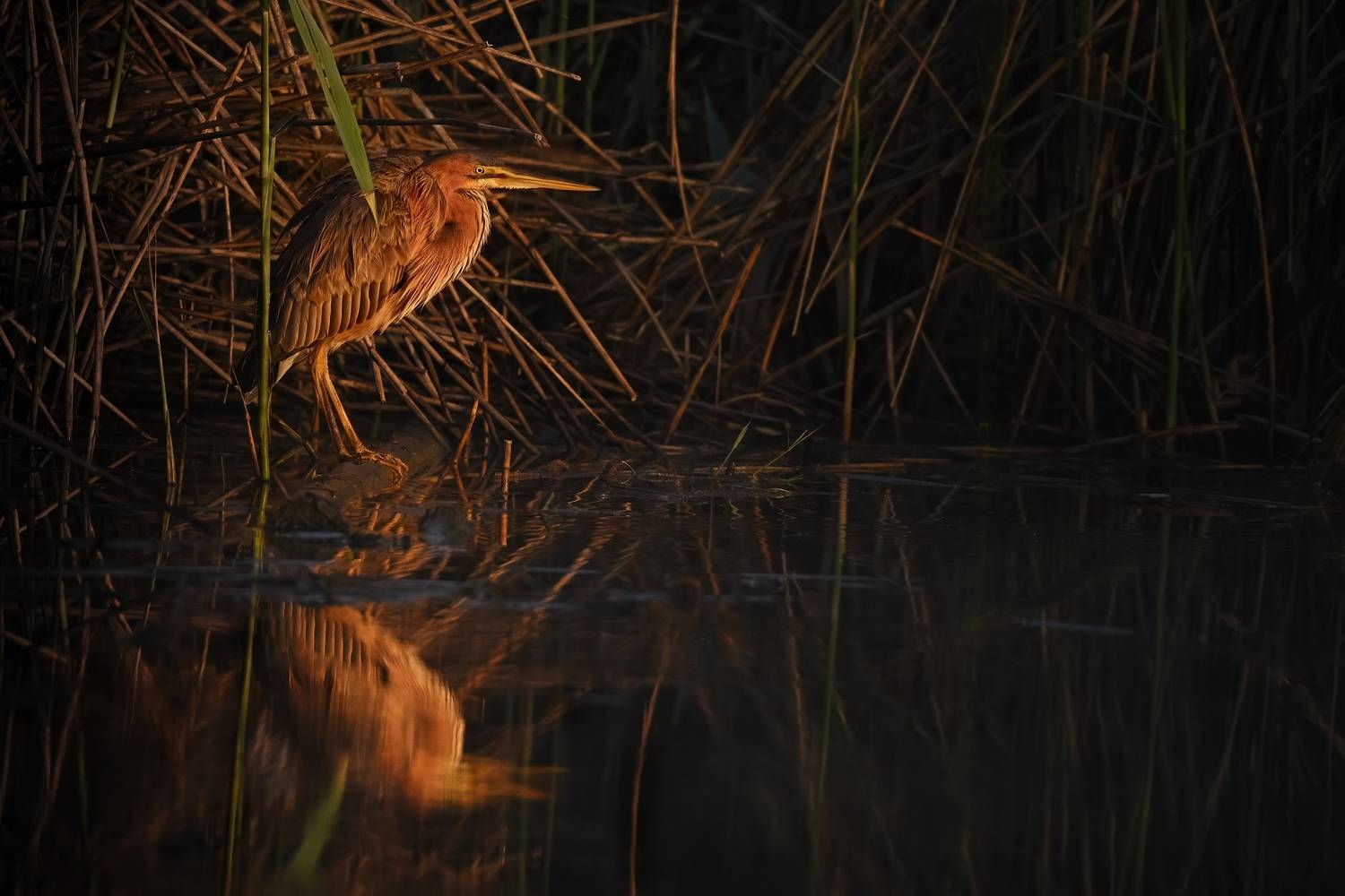 wildlife, Jiř&iacute; Parůžek