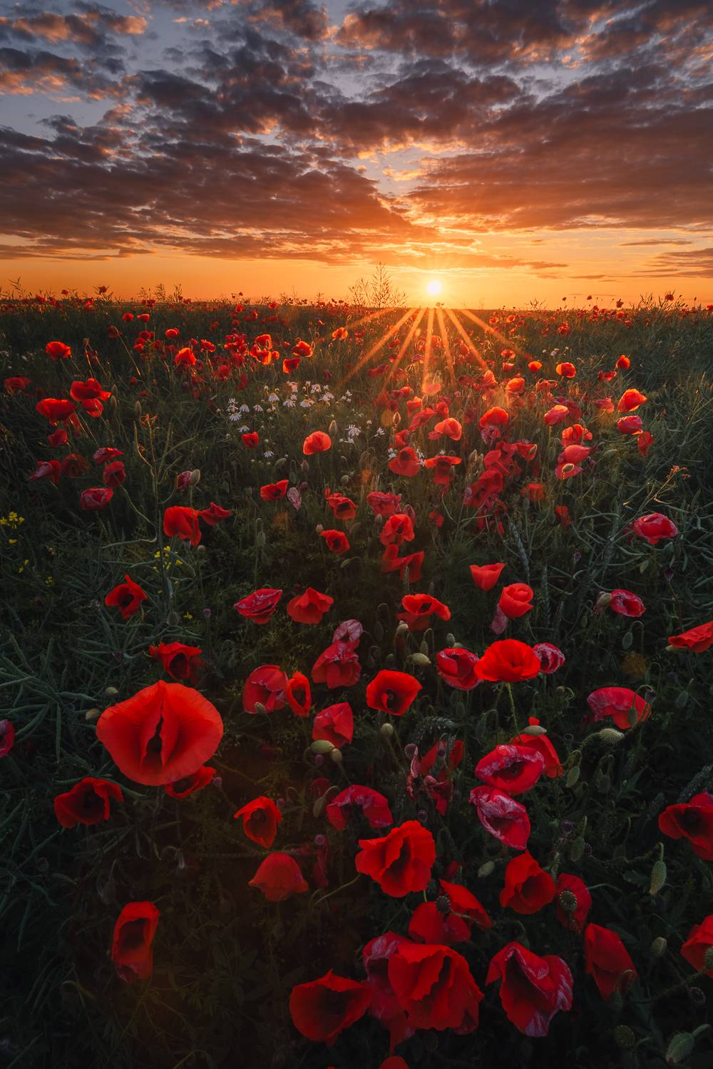 , Pawel Uchorczak