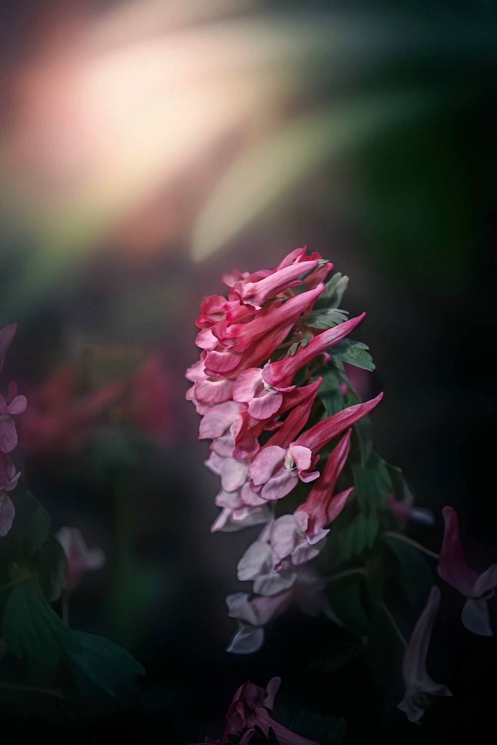 макро, macro, хохлатка, Julia Kaissa