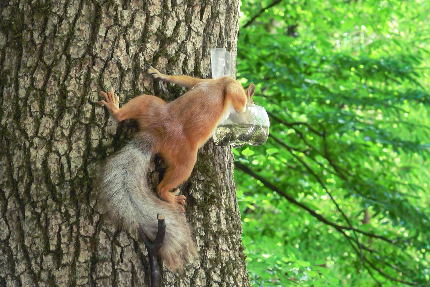 обыкновенная белка, векша, sciurus vulgaris, КарОл