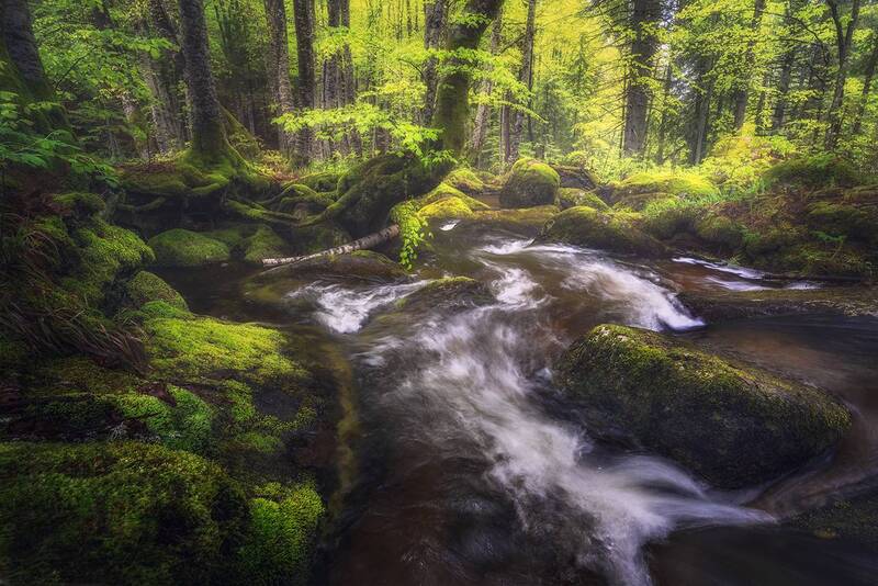 landscape, nature, river, moss, trees, longexposure, rocks Forest coolness фото превью