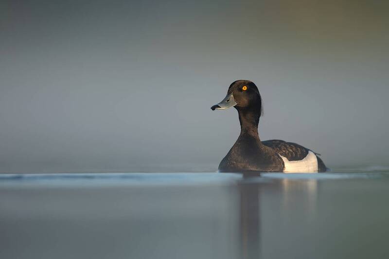 tufted duck, aythya fuligula, duck, diving duck, waterfowl, bird, bird photography, wildlife, wildlife photography, nature, nature photography, wild bird, water bird, swimming bird, lake, wetland, reflection, calm water, mist, fog, morning light, minimali Morning Drift фото превью
