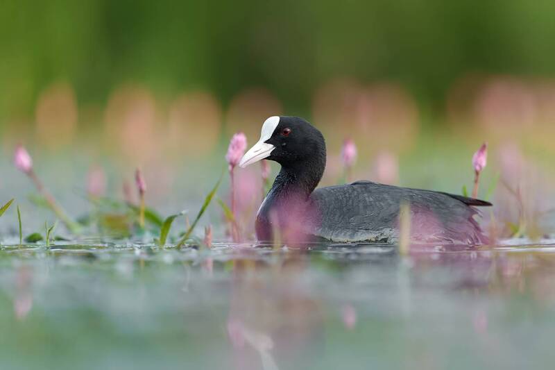 eurasian coot, coot, fulica atra, waterbird, waterfowl, bird, bird photography, wildlife, wildlife photography, nature, nature photography, wetland bird, aquatic bird, marsh, pond, lake, swimming bird, wild bird, avian, reflection, pink flowers, blooming  Among the Blossoms фото превью