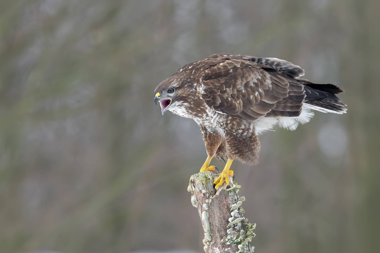 common buzzard, buzzard, buteo buteo, bird of prey, raptor, hawk, wildlife, wildlife photography, bird photography, nature, nature photography, wild bird, predator, perched bird, calling bird, vocalization, bird call, winter, winter wildlife, european wil, Kwasek Damian