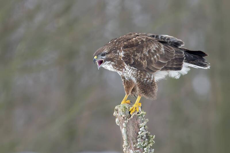 The Call of the Wild фото превью
