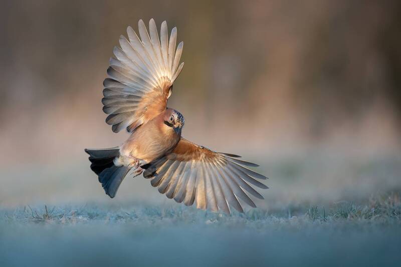 eurasian jay, jay, garrulus glandarius, bird, wild bird, wildlife, wildlife photography, bird photography, bird in flight, flying bird, landing bird, action shot, wings spread, feathers, plumage, woodland bird, forest bird, passerine, avian, flight, motio Frozen Ballet фото превью