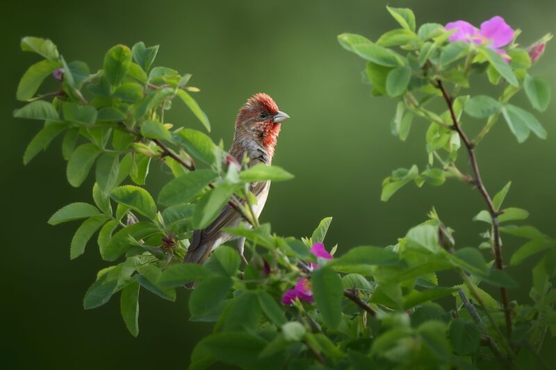 Чечевица (Carpodacus erythrinus) фото превью