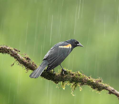 Red-winged Blackbird - Красноплечий трупиал