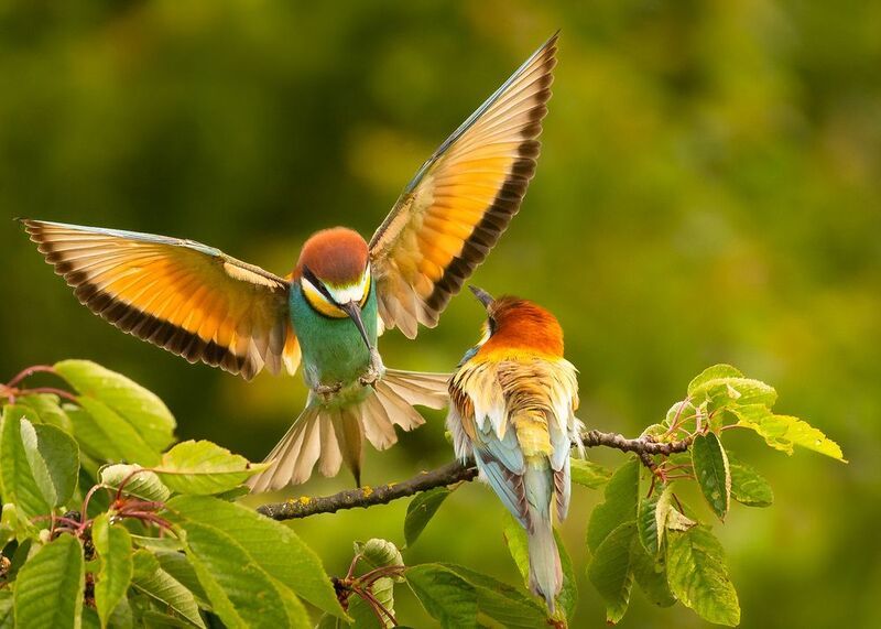 Bee-eater фото превью