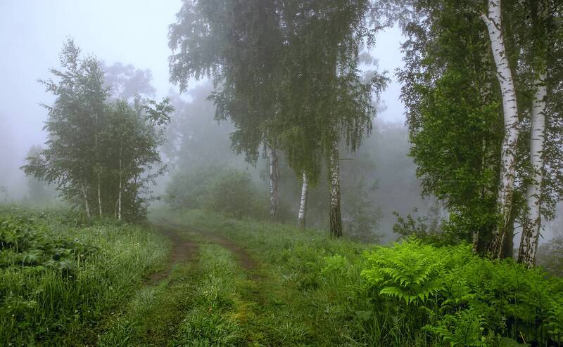 утро, туман, дорожка  фото превью