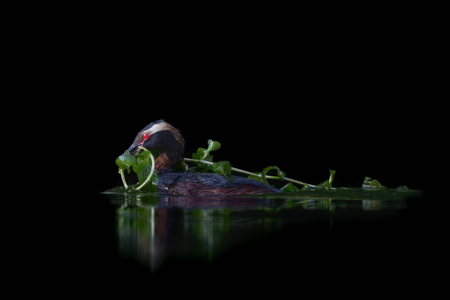 Утка, поганка, красношейная поганка, фотоохота, вода, водоплавающие, birdwatching, birds, horned grebe, Михаил Ездаков