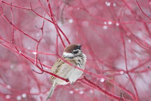 Passer montanus