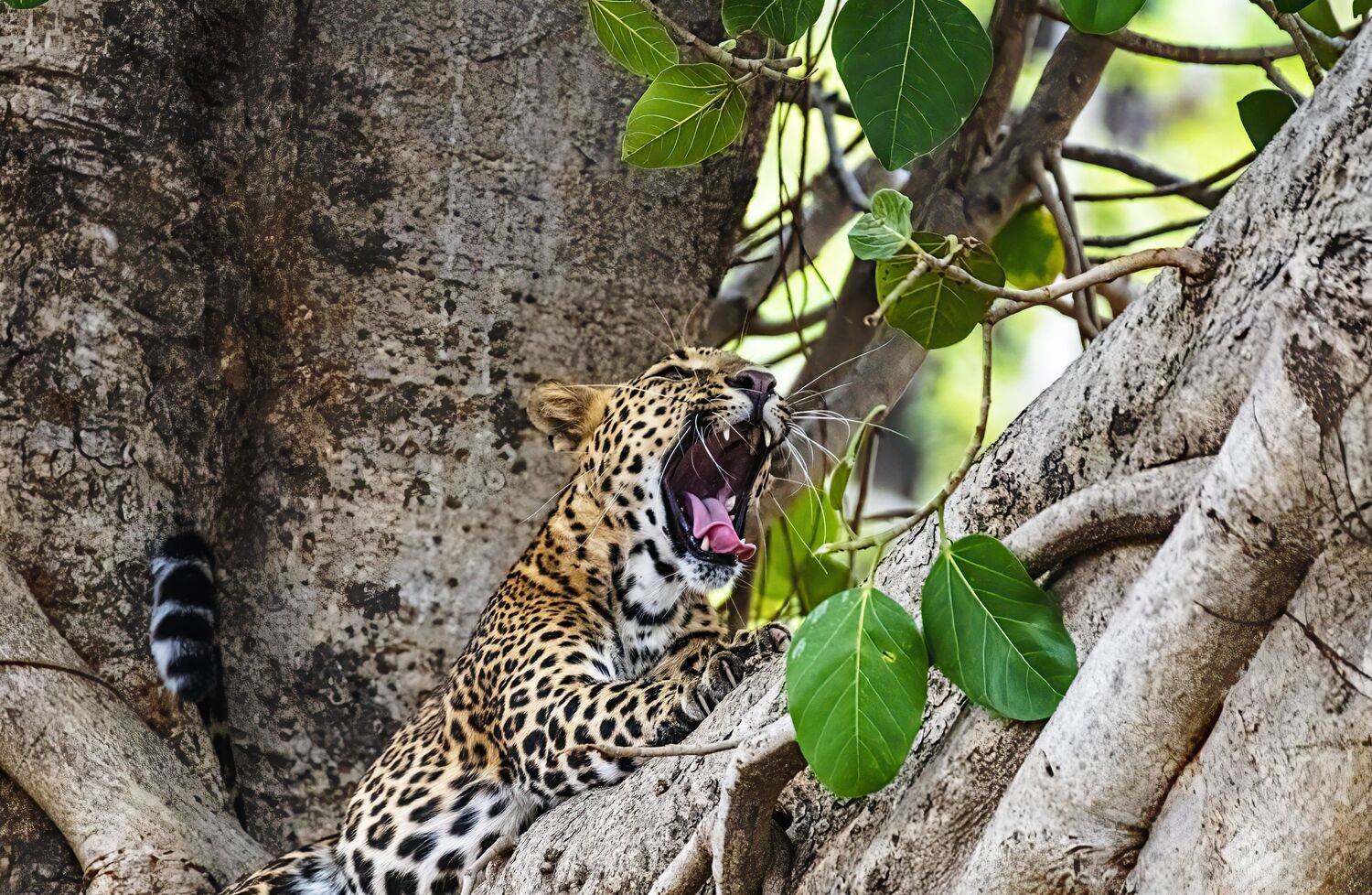 leopard, wildlife, India, Subir Ghosh