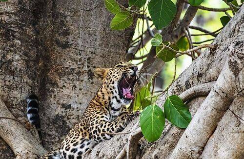 Sleepy leopard